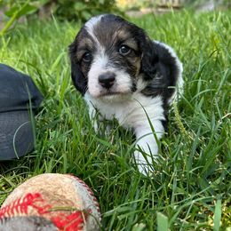 Goob - Red tri-color male Assorted Doodle Crosses puppy in Pennsylvania from Annie’s Toy Poodles and Basset Hounds