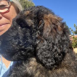 Tan collar - Sable male Goldendoodle puppy in Fairfield, California from Twin Sisters Doodles