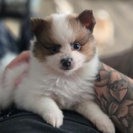 Han - Cream parti male Pomeranian puppy in Newport News, Virginia from Itty Bitty Poms