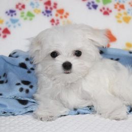 Maltese Puppies from Leona's Maltese