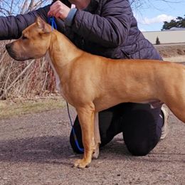 American Staffordshire Terrier All Grown Up from Woodshire AST Kennel