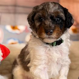River - Blue merle male Aussiedoodle puppy in Dickerson, Maryland from Pawsome Aussie Doodles and Oodles