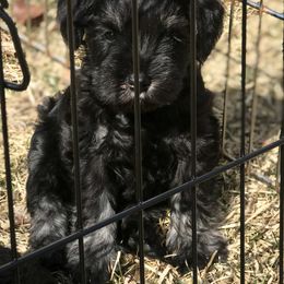 Miniature Schnauzer Puppies from Divine Miniature Schnauzers