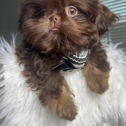 Lady Godiva - Chocolate female Shih Tzu puppy in Colorado Springs, Colorado from Shih Tzu’s  ‘N’ Love