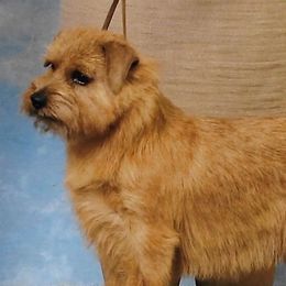 Ginger - Norfolk Terrier