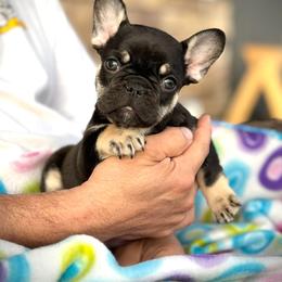 Bulldog and French Bulldog Puppies from Kansas Grand St English & French Bulldogs