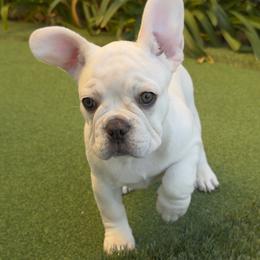 Nelly - Cream female French Bulldog puppy in Irvine, California from FrenchieOnTheGreen