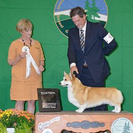 Memphis - Pembroke Welsh Corgi