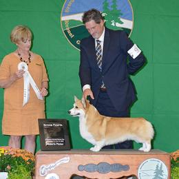 Memphis - Pembroke Welsh Corgi