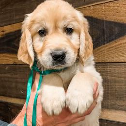 Golden Retriever Puppies from Big Rock Goldens