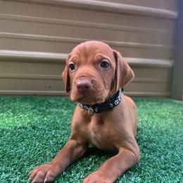 Boy - Golden rust male Vizsla puppy in Dugspur, Virginia from Pilgrims Trails Shorthairs
