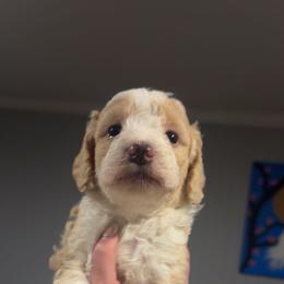Lady - Yellow and white female Bernedoodle puppy in Beauty, Kentucky from The Doodle Pad