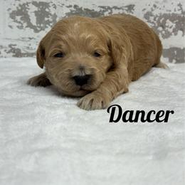 Dancer - Apricot male Goldendoodle puppy in Nortonville, Kentucky from Deb’s KY Doodles