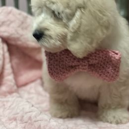 Goldendoodle Puppies from Doodle Paradise