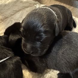 Grey collar - Black male Labrador Retriever puppy in Centreville, Maryland from Barbihaus Kennels