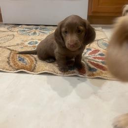 Spud - Chocolate male Dachshund puppy in Mountain Home, Idaho from Desert Wind Dachshunds