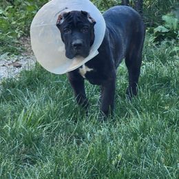 Caliber's Creed - Black brindle Cane Corso puppy in Mount Sterling, Kentucky from Caliber Cane Corso