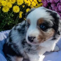 Blue Merle Female - Blue merle female Miniature American Shepherd puppy in Easton, Missouri from Country Creek Kennels
