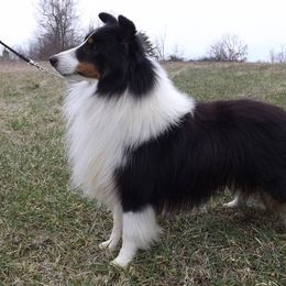Seger - Shetland Sheepdog