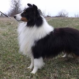 Seger - Shetland Sheepdog