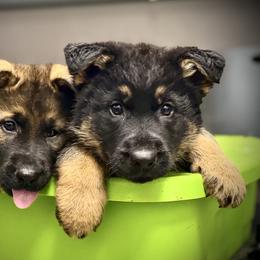 German Shepherd Puppies from Auf der Marquis German Shepherds