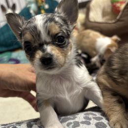Ginger - Blue merle female Chihuahua puppy in Canton, Texas from Heavenly Chihuahua