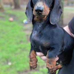 Sophie - Dachshund