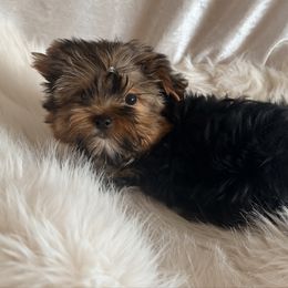 Pudgy pie - Blue and gold male Yorkshire Terrier puppy in Daggett, Michigan from Hetzel’s Enchanted Yorkies (Michigan)
