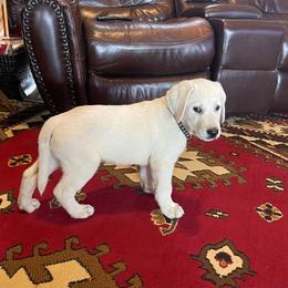 King - Labrador Retriever puppy in Harrison, Arkansas from Brandywine Labradors
