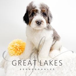 Quincy - Blue merle male Bernedoodle puppy in Baroda, Michigan from Great Lakes Bernedoodles