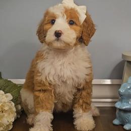 Snowflake - Red female Bernedoodle puppy in Russell Springs, Kentucky from 270 Doodles