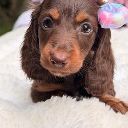 Ella - Chocolate and tan female Dachshund puppy in Lakeland, Florida from Elite Doxies Florida