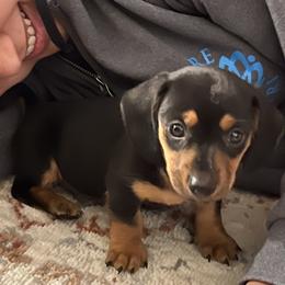 Goliath - Black and tan male Dachshund puppy in Aurora, Colorado from Ozge's Dachshunds