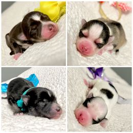 Pomsky Puppies from A&T Pomsky’s