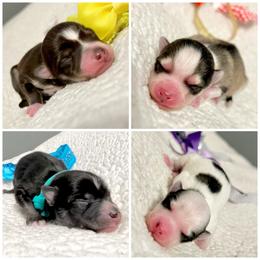 Pomsky Puppies from A&T Pomsky’s