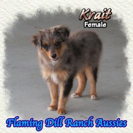 Krait - Blue merle female Toy Australian Shepherd puppy in Forestburg, Texas from Flaming Dill Ranch Aussies