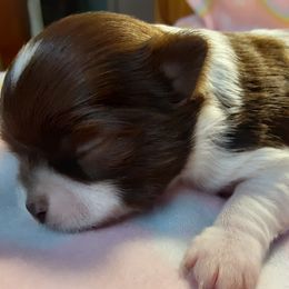 Chihuahua Puppies from Grace & Glory Chihuahuas