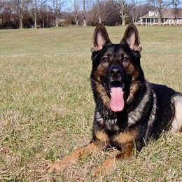 German Shepherd All Grown Up from Delaney Working Dogs