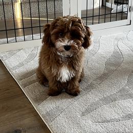 Havapoo Puppies from Havapoo Kennels