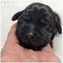 Goldendoodle, Labradoodle, Labrador Retriever, Poodle, and Sheepadoodle Puppies from Apple Creek Doodles