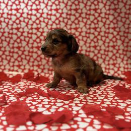 Orange heart girl (dapple) - Dapple female Dachshund puppy in Chehalis, Washington from McJazzin Doxies