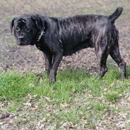 Sophia - Cane Corso