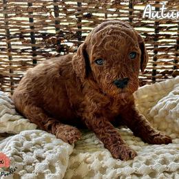 Poodle Puppies from Rouge Poodles