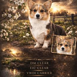 Shelby - Pembroke Welsh Corgi