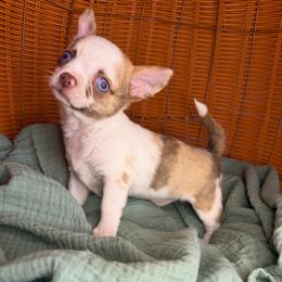 Rosie - Merle female Chihuahua puppy in Greenup, Kentucky from KB Chihuahuas