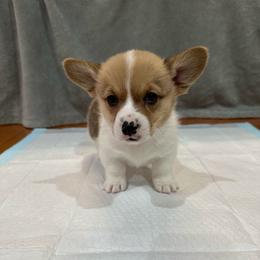 Batman - Sable male Pembroke Welsh Corgi puppy in Morristown, Tennessee from Robertson Corgi’s
