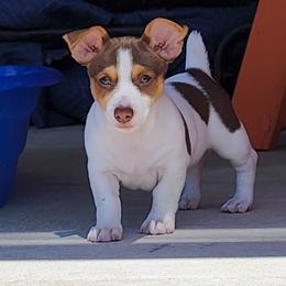 Teddy Roosevelt Terrier Puppies from Travelin' Man Terriers