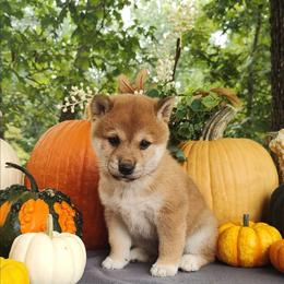 Cash - Red male Shiba Inu puppy in Clayton, Illinois from Adorable-Puppies