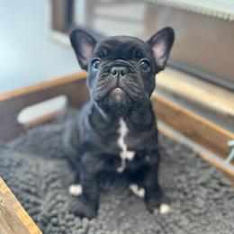 Betty - Black female French Bulldog puppy in Belleville, Illinois from Poppy’s Frenchies