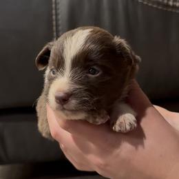 Tully - White and red female Border Collie puppy in North Lakeport, California from Wild Rose Ranch